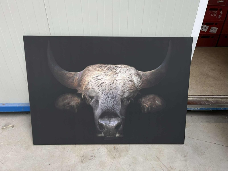 un tableau sur toile, représentant une tête de buffle, dimensions : 116cm x 80cm

