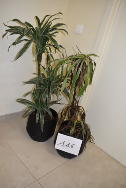 2 groene planten – kavel bij Auctionline, Anderlecht
