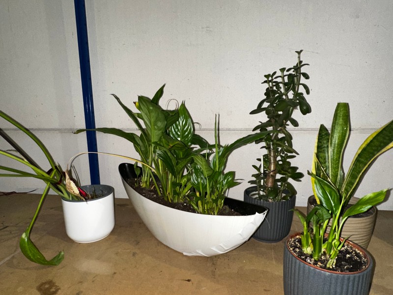 5 groene planten – kavel bij Auctionline, Anderlecht
